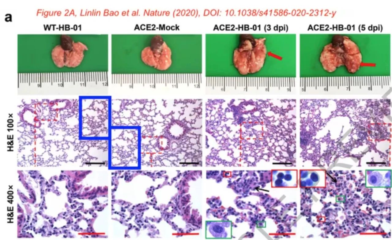 剛上線的新冠病毒Nature論文，被質(zhì)疑涉嫌圖片造假、捏造數(shù)據(jù)