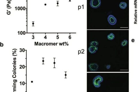 ?僅15秒！《AM》超快光降解生物水凝膠支架用于類器官傳代