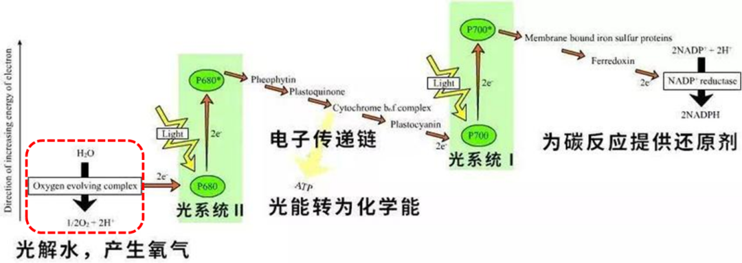 揭秘！光合作用產(chǎn)氧關鍵步驟原來是這樣