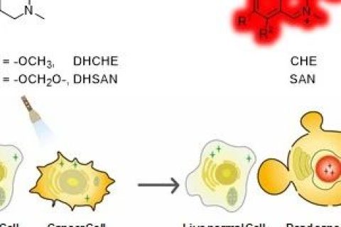 光激活二氫生物堿用于癌細胞的高時空分辨成像及精準(zhǔn)化療