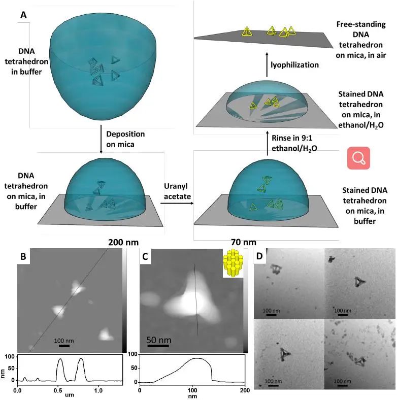 匹茲堡大學(xué)劉海濤/哈佛大學(xué)尹鵬《ACS Nano》：低密度，高強度的3D獨立DNA納米結(jié)構(gòu)雜化材料