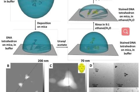 低密度，高強度的3D獨立DNA納米結構雜化材料