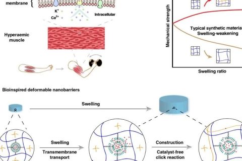 水凝膠溶脹后機械性能反增強？骨骼肌啟發(fā)的溶脹強化水凝膠！