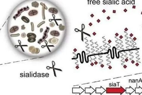 最新研究：口腔細菌在會破壞陰道微生物組的平衡