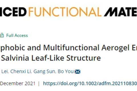 復(fù)旦大學(xué)游波教授《AFM》：仿生丹參葉狀結(jié)構(gòu)的超疏水多功能氣凝膠！